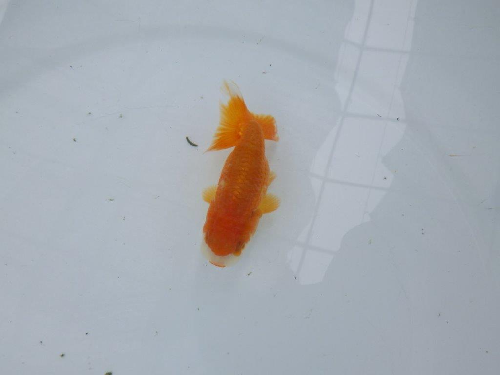 【管理魚】顔の柄が可愛らしいらんちゅう　二歳魚　 　約10ｃｍ メス？