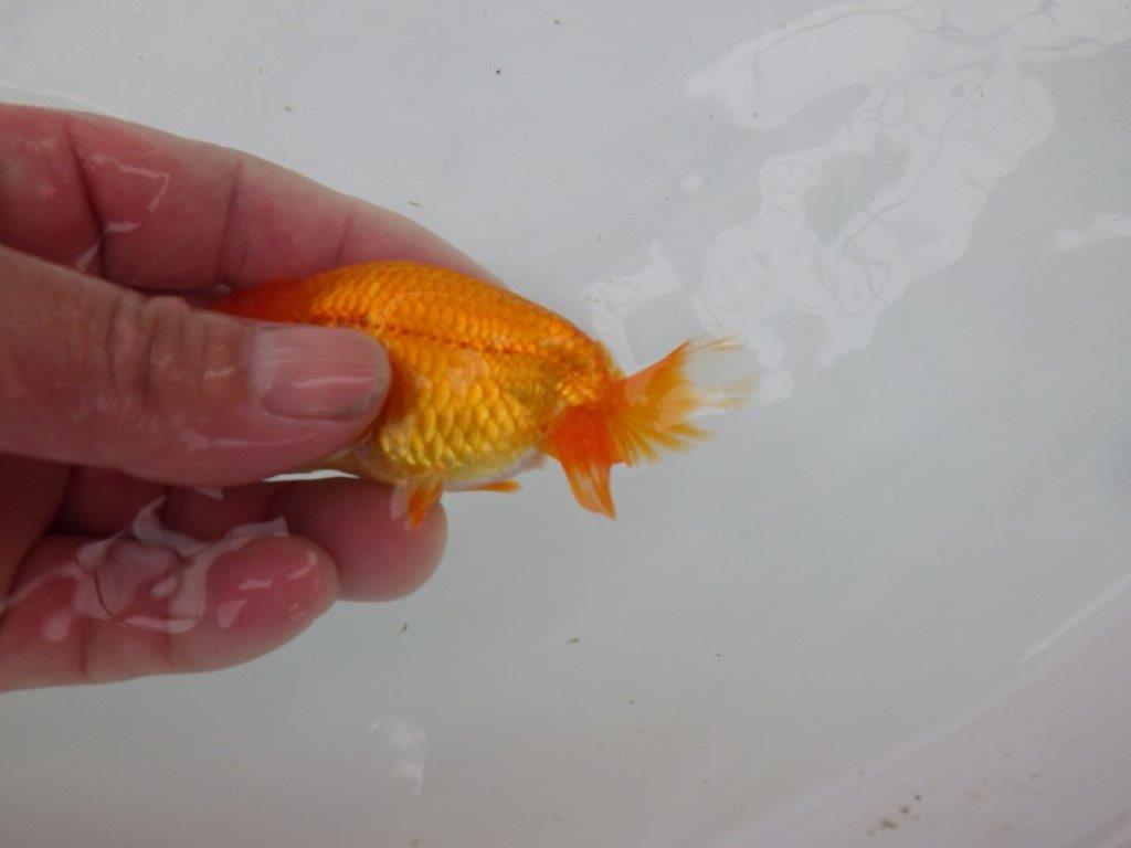 【管理魚】顔の柄が可愛らしいらんちゅう　二歳魚　 　約10ｃｍ メス？