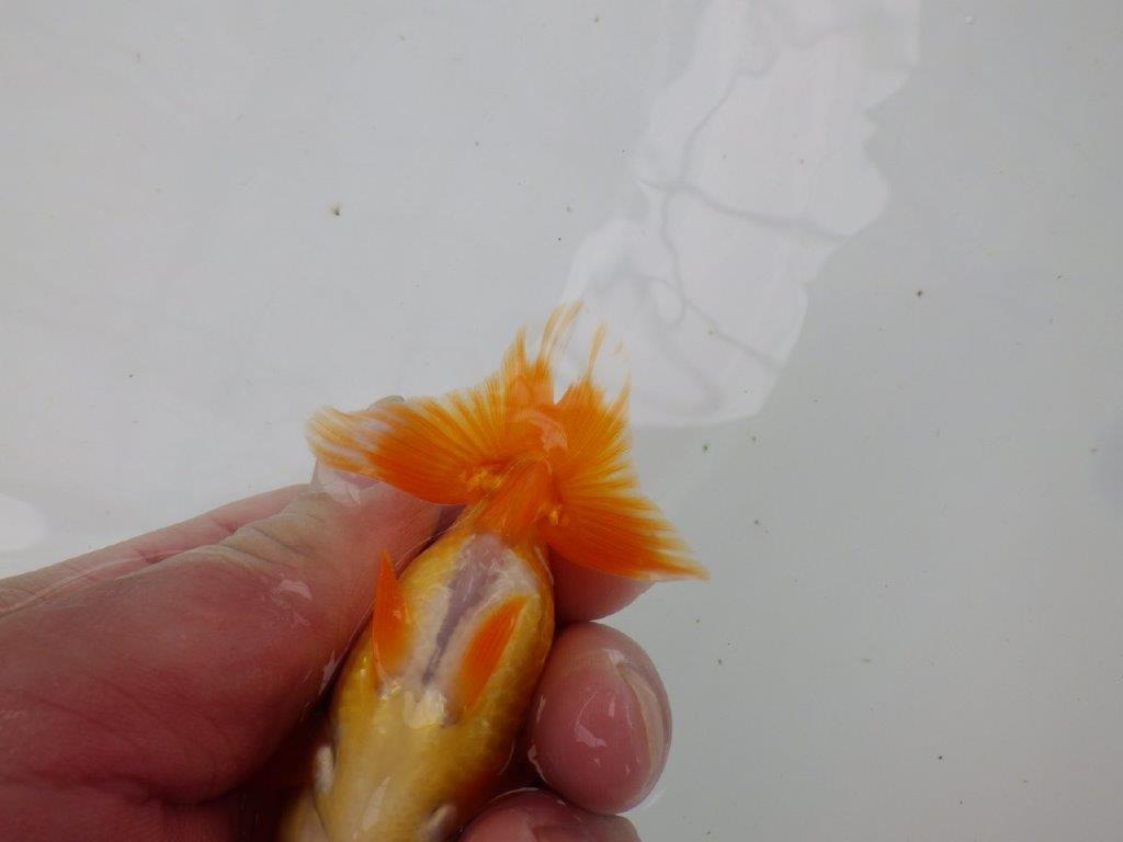【管理魚】顔の柄が可愛らしいらんちゅう　二歳魚　 　約10ｃｍ メス？