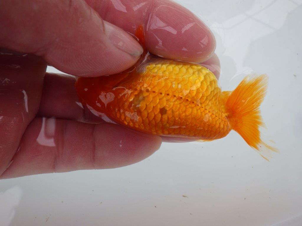【管理魚】顔の柄が可愛らしいらんちゅう　二歳魚　 　約10ｃｍ メス？