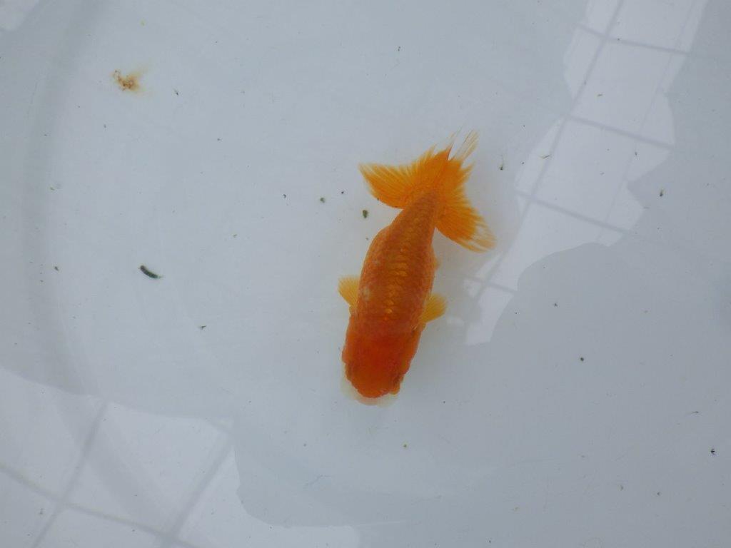 【管理魚】顔の柄が可愛らしいらんちゅう　二歳魚　 　約10ｃｍ メス？