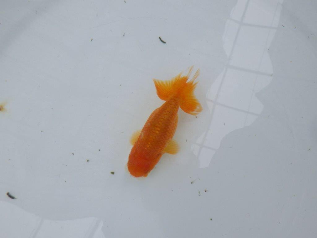 【管理魚】顔の柄が可愛らしいらんちゅう　二歳魚　 　約10ｃｍ メス？