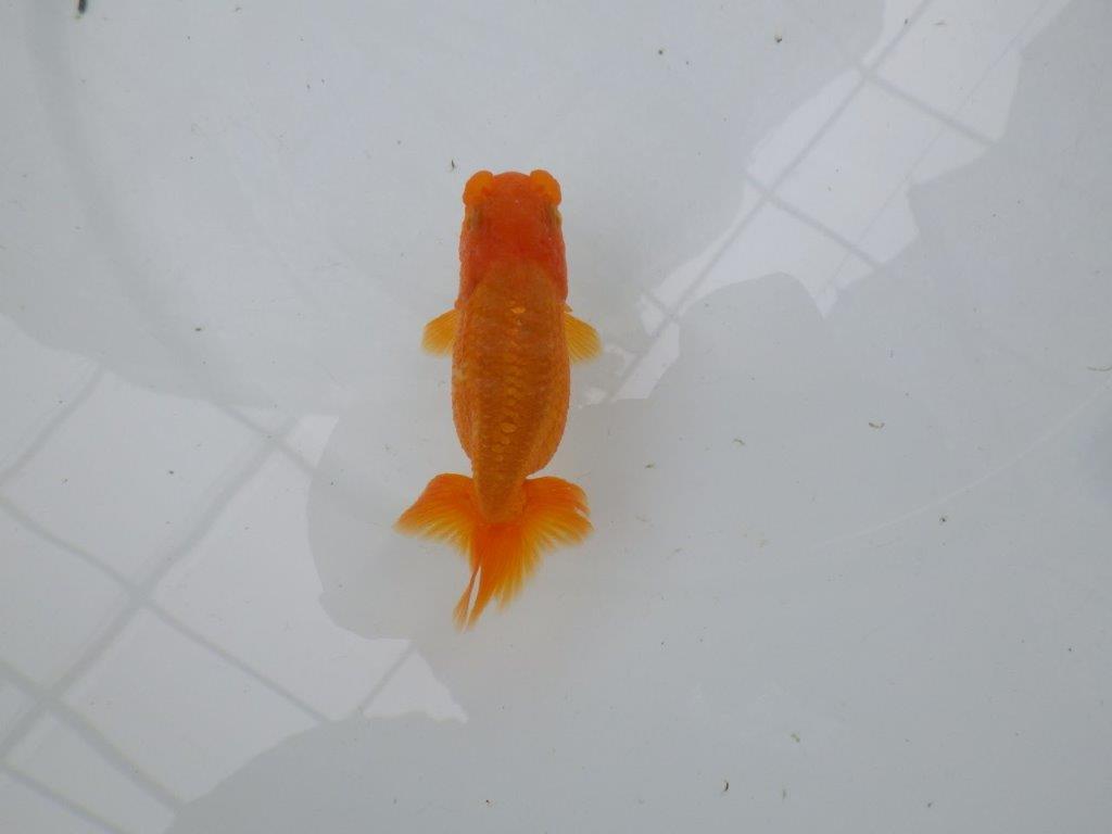 【管理魚】尾に味のある昔ながらのタイプのらんちゅう　二歳魚　 　約10ｃｍ メス？