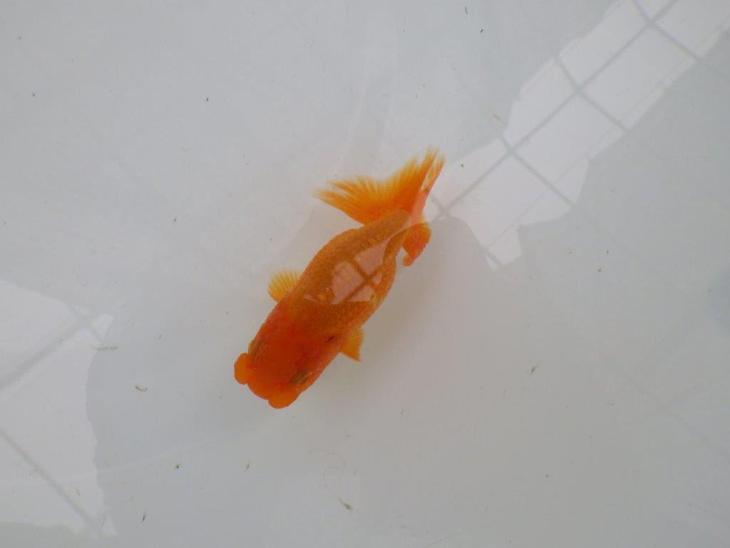 【管理魚】尾に味のある昔ながらのタイプのらんちゅう　二歳魚　 　約10ｃｍ メス？