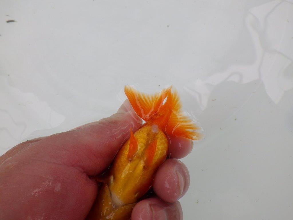 【管理魚】尾に味のある昔ながらのタイプのらんちゅう　二歳魚　 　約10ｃｍ メス？