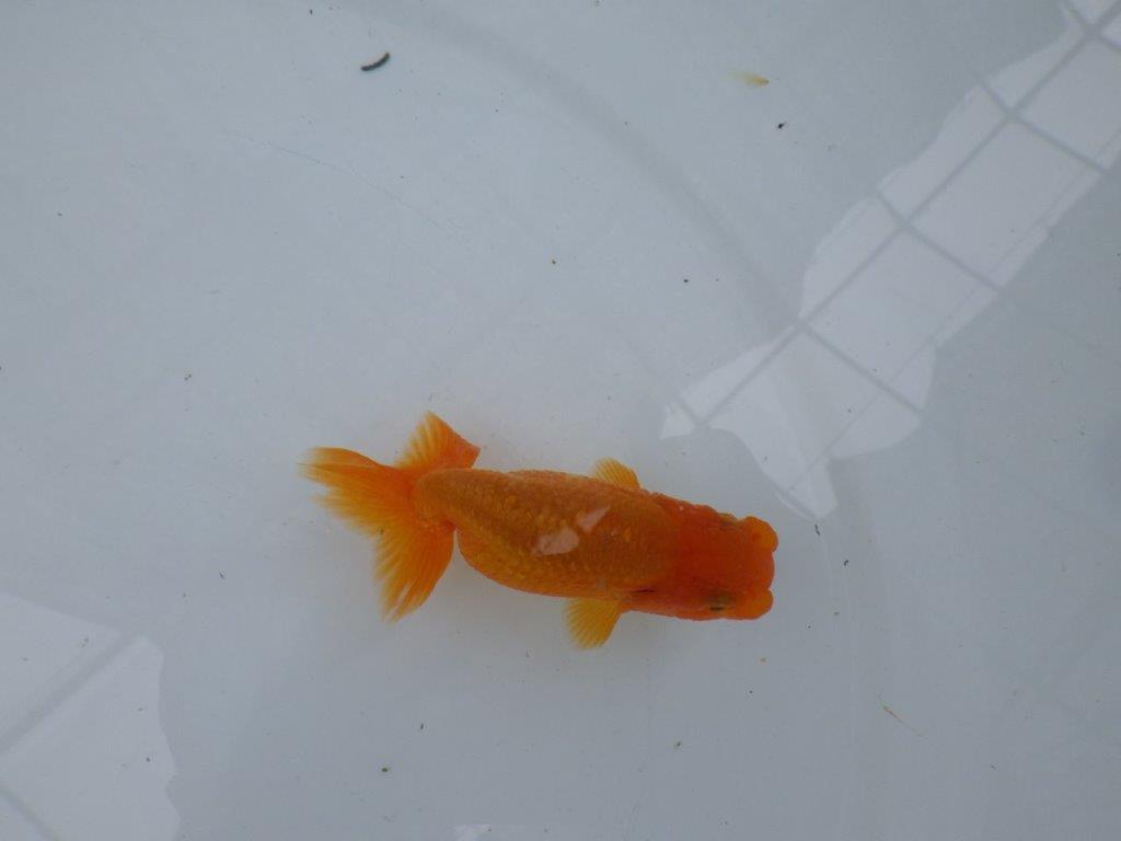 【管理魚】尾に味のある昔ながらのタイプのらんちゅう　二歳魚　 　約10ｃｍ メス？