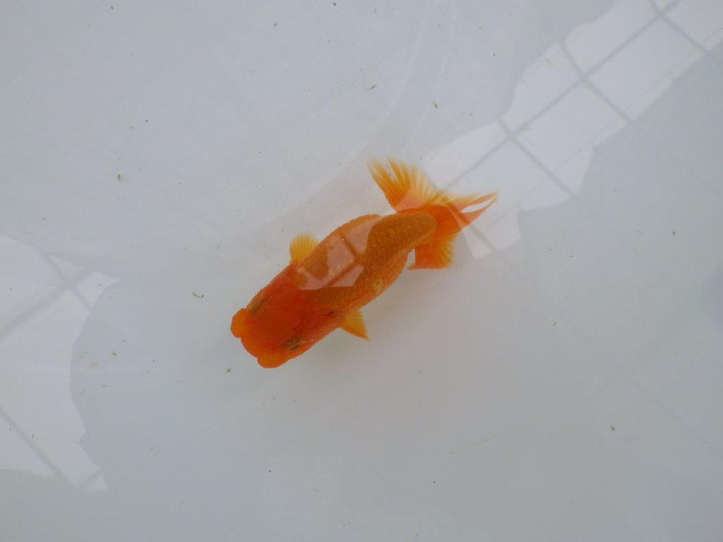 【管理魚】尾に味のある昔ながらのタイプのらんちゅう　二歳魚　 　約10ｃｍ メス？
