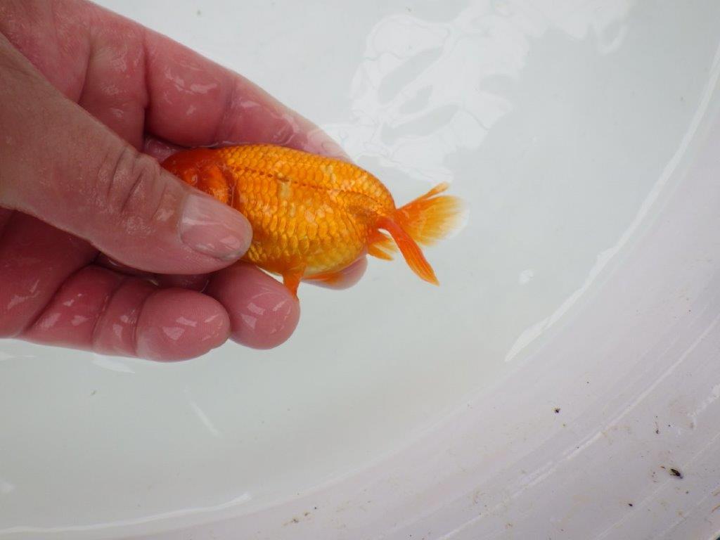 【管理魚】尾に味のある昔ながらのタイプのらんちゅう　二歳魚　 　約10ｃｍ メス？