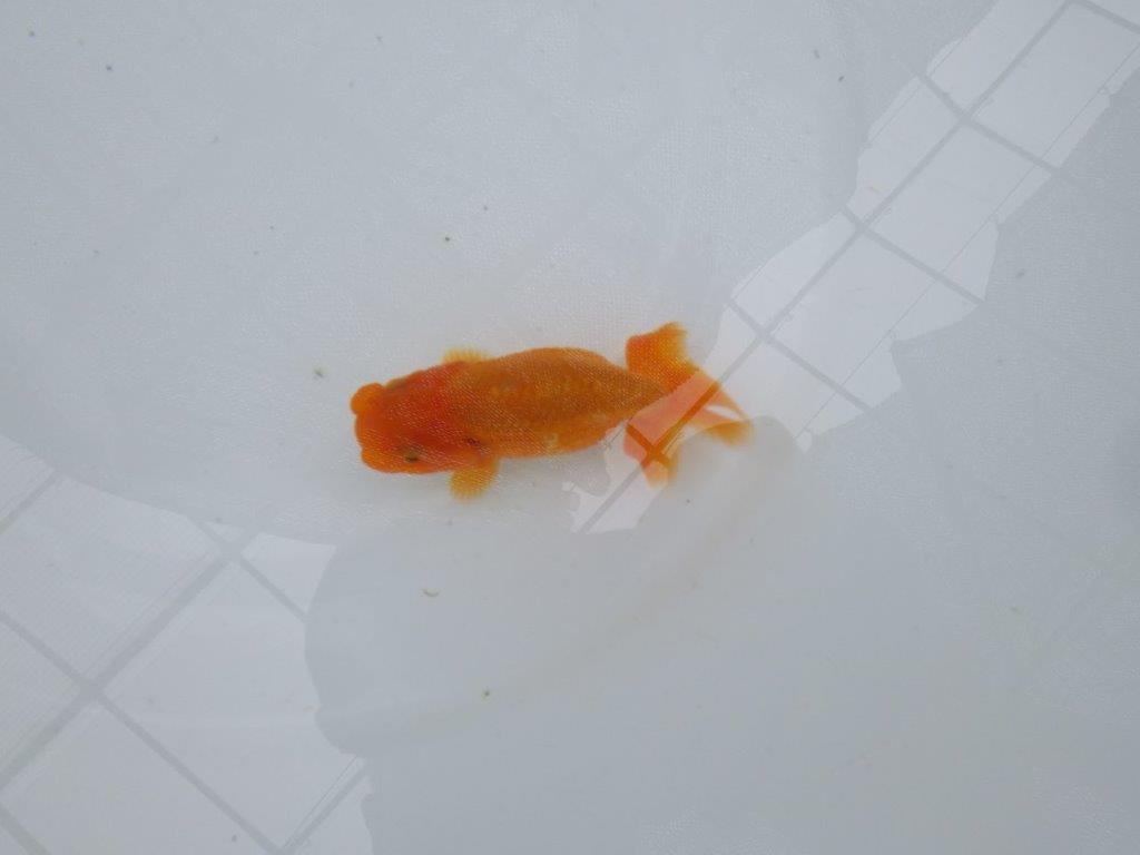 【管理魚】尾に味のある昔ながらのタイプのらんちゅう　二歳魚　 　約10ｃｍ メス？