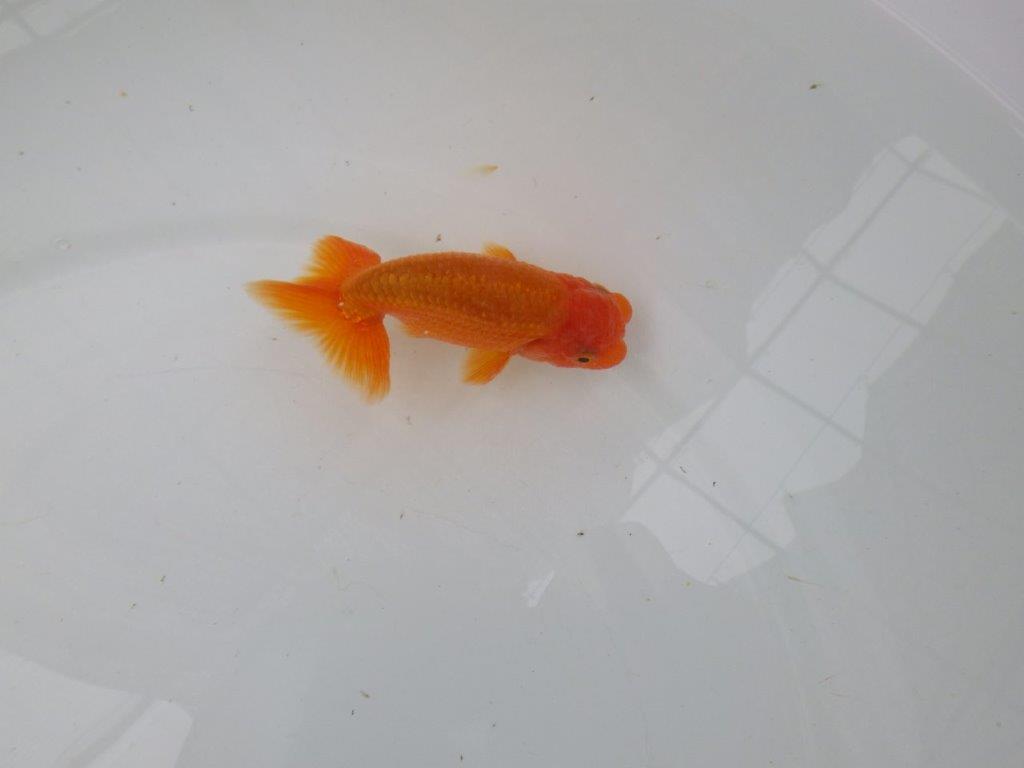 【管理魚】尾張りが良いらんちゅう　二歳魚　 　約10,5ｃｍ  オス？