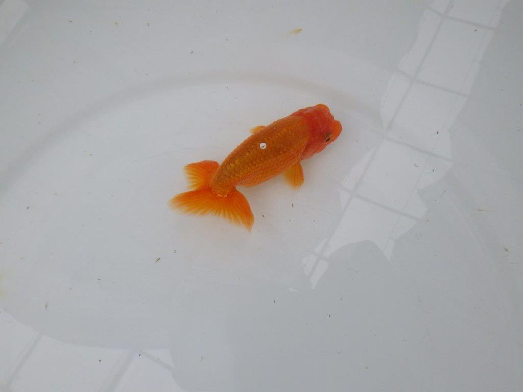 【管理魚】尾張りが良いらんちゅう　二歳魚　 　約10,5ｃｍ  オス？