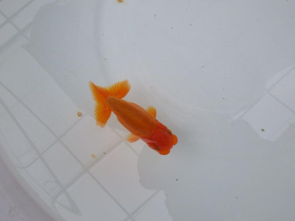 【管理魚】尾張りが良いらんちゅう　二歳魚　 　約10,5ｃｍ  オス？