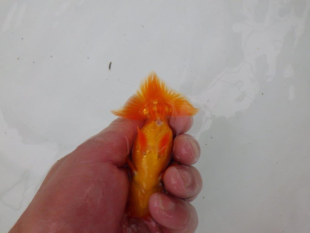【管理魚】尾張りが良いらんちゅう　二歳魚　 　約10,5ｃｍ  オス？