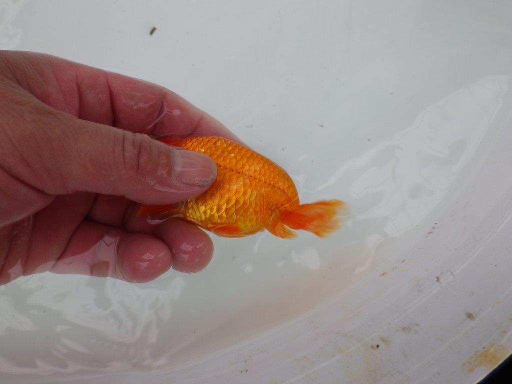 【管理魚】尾張りが良いらんちゅう　二歳魚　 　約10,5ｃｍ  オス？