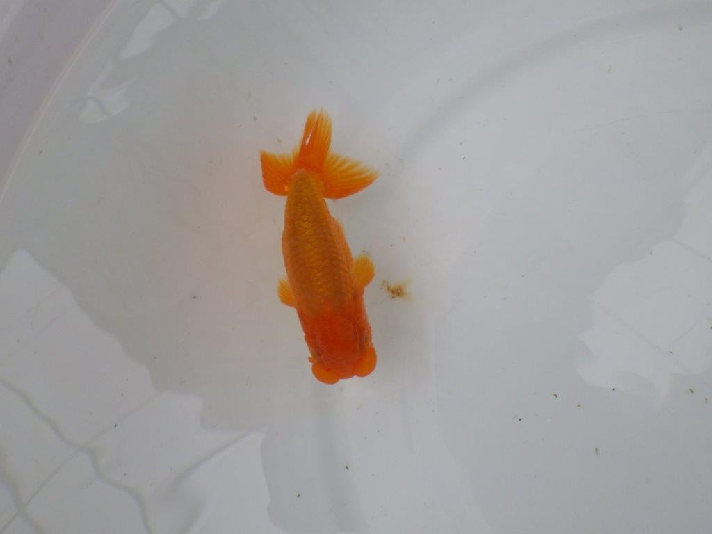 【管理魚】尾の構えが良く背も綺麗ならんちゅう　二歳魚　 　約10,5ｃｍ  オス？