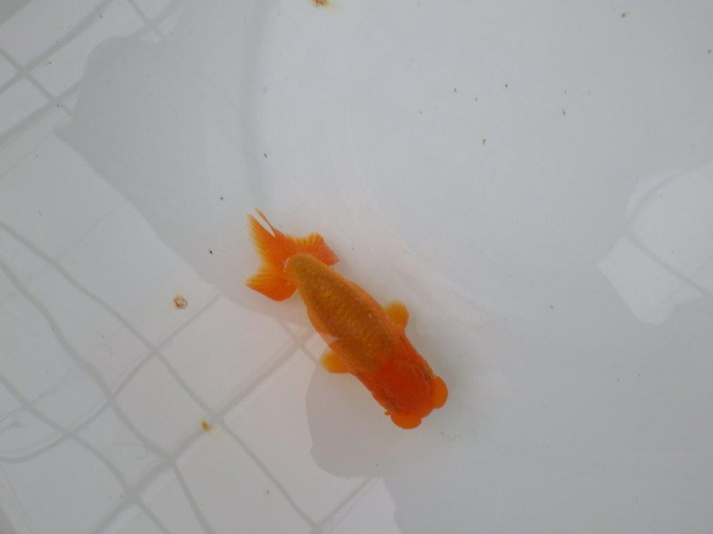 【管理魚】尾の構えが良く背も綺麗ならんちゅう　二歳魚　 　約10,5ｃｍ  オス？