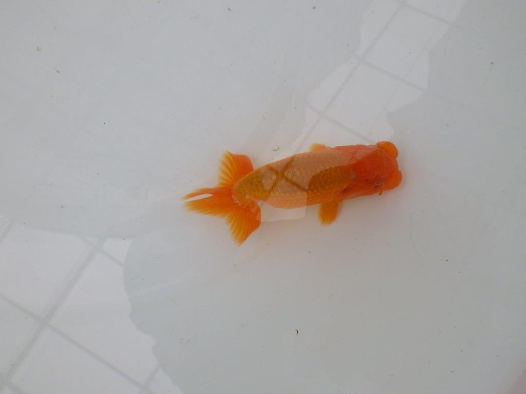 【管理魚】尾の構えが良く背も綺麗ならんちゅう　二歳魚　 　約10,5ｃｍ  オス？