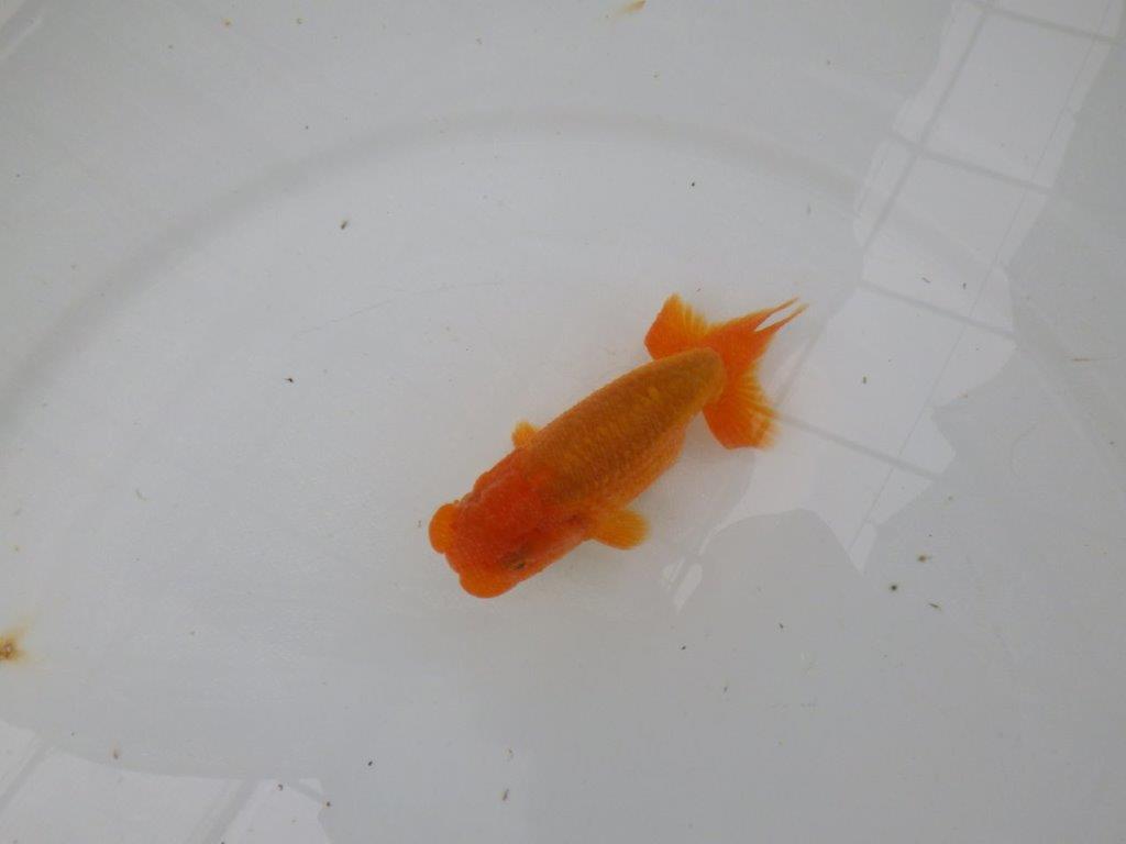 【管理魚】尾の構えが良く背も綺麗ならんちゅう　二歳魚　 　約10,5ｃｍ  オス？