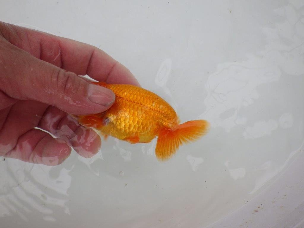 【管理魚】尾の構えが良く背も綺麗ならんちゅう　二歳魚　 　約10,5ｃｍ  オス？