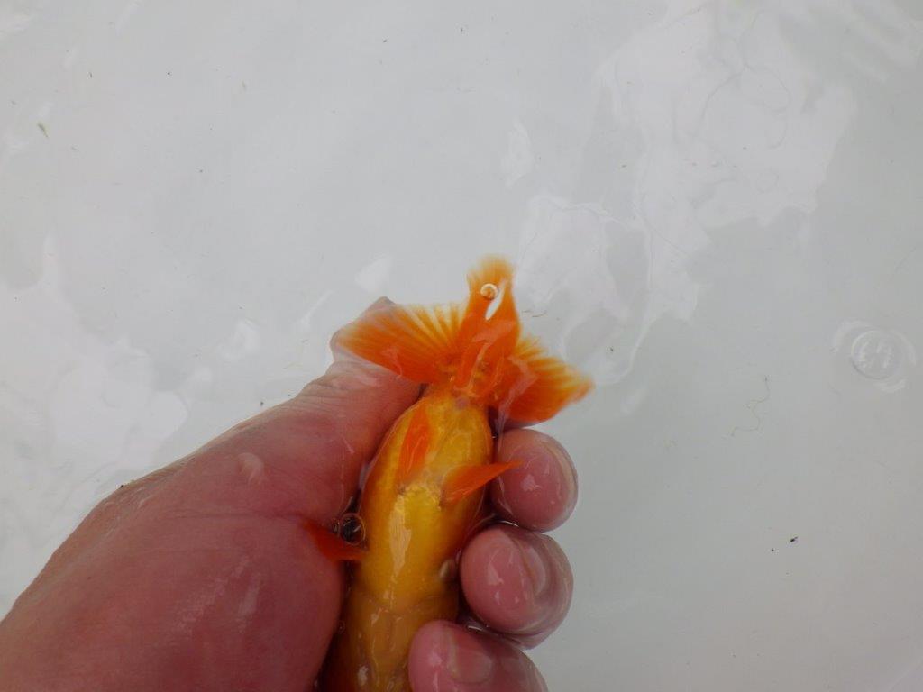 【管理魚】尾の構えが良く背も綺麗ならんちゅう　二歳魚　 　約10,5ｃｍ  オス？