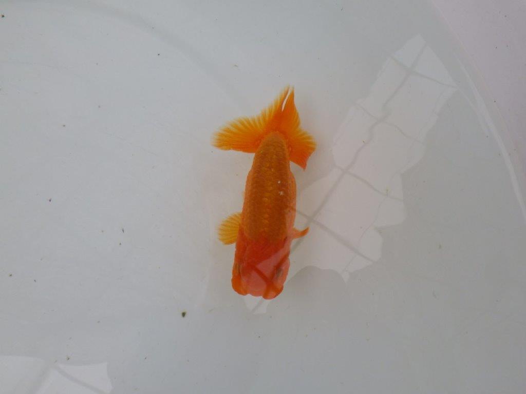 【管理魚】尾の構えが良く頭の雰囲気も良いらんちゅう　二歳魚　 　約11,5ｃｍ  オス？