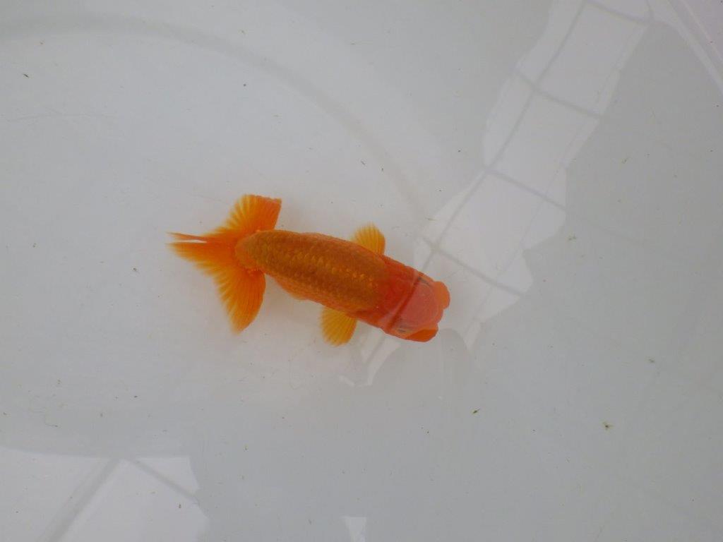 【管理魚】尾の構えが良く頭の雰囲気も良いらんちゅう　二歳魚　 　約11,5ｃｍ  オス？