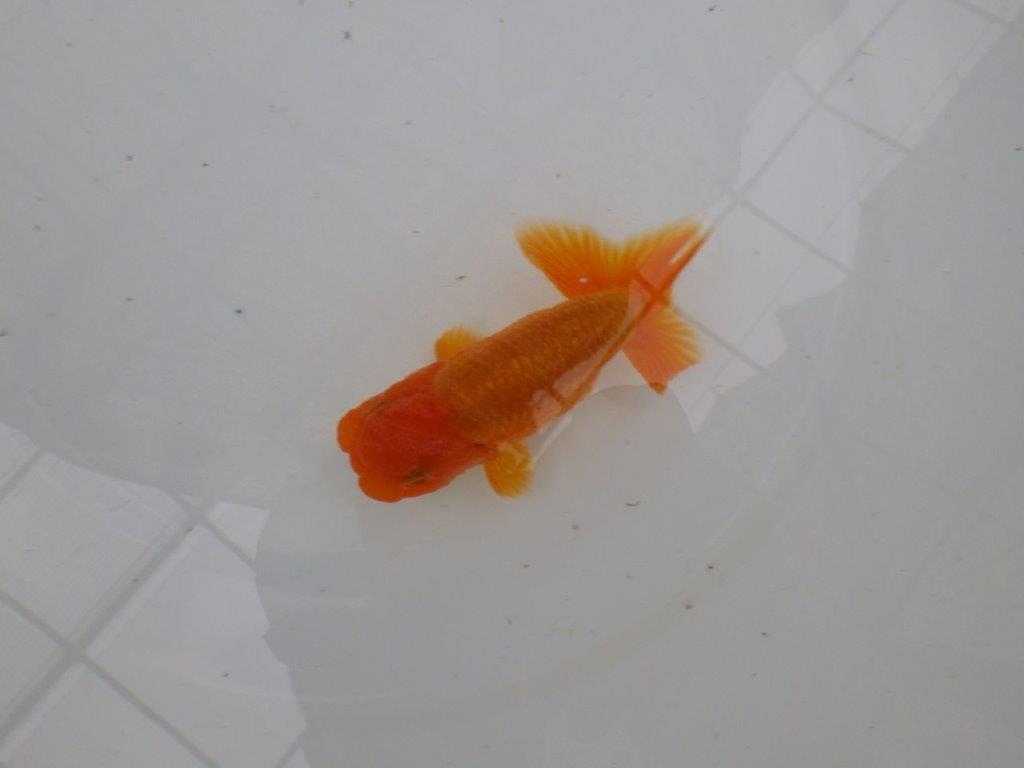 【管理魚】尾の構えが良く頭の雰囲気も良いらんちゅう　二歳魚　 　約11,5ｃｍ  オス？