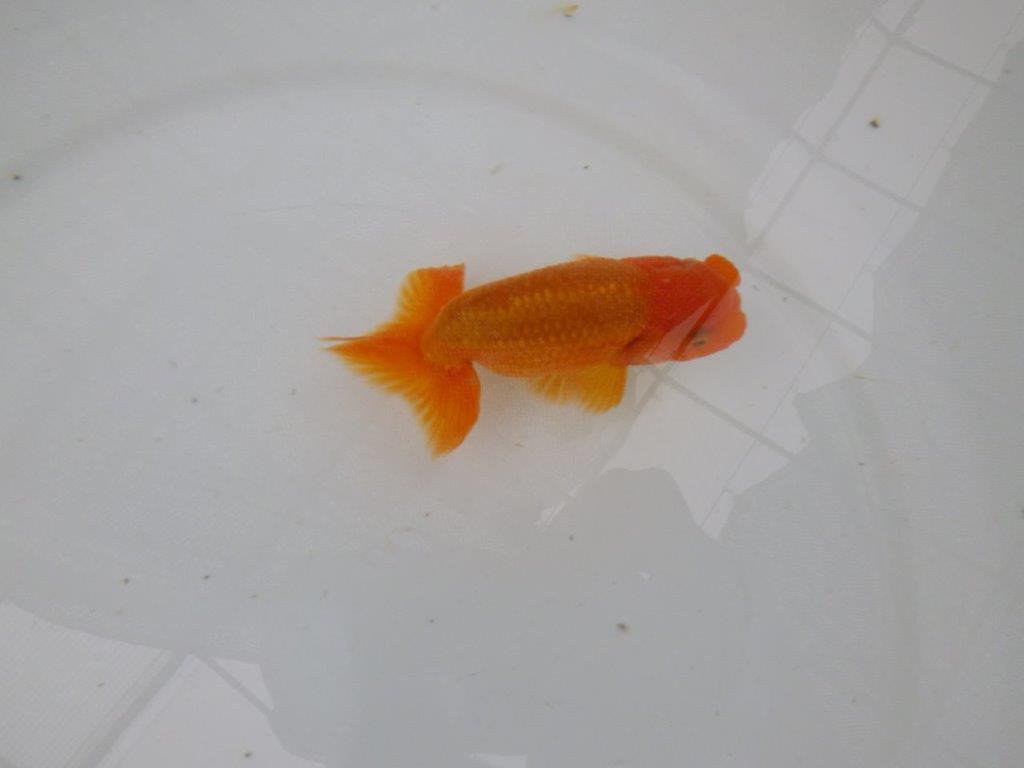 【管理魚】尾の構えが良く頭の雰囲気も良いらんちゅう　二歳魚　 　約11,5ｃｍ  オス？