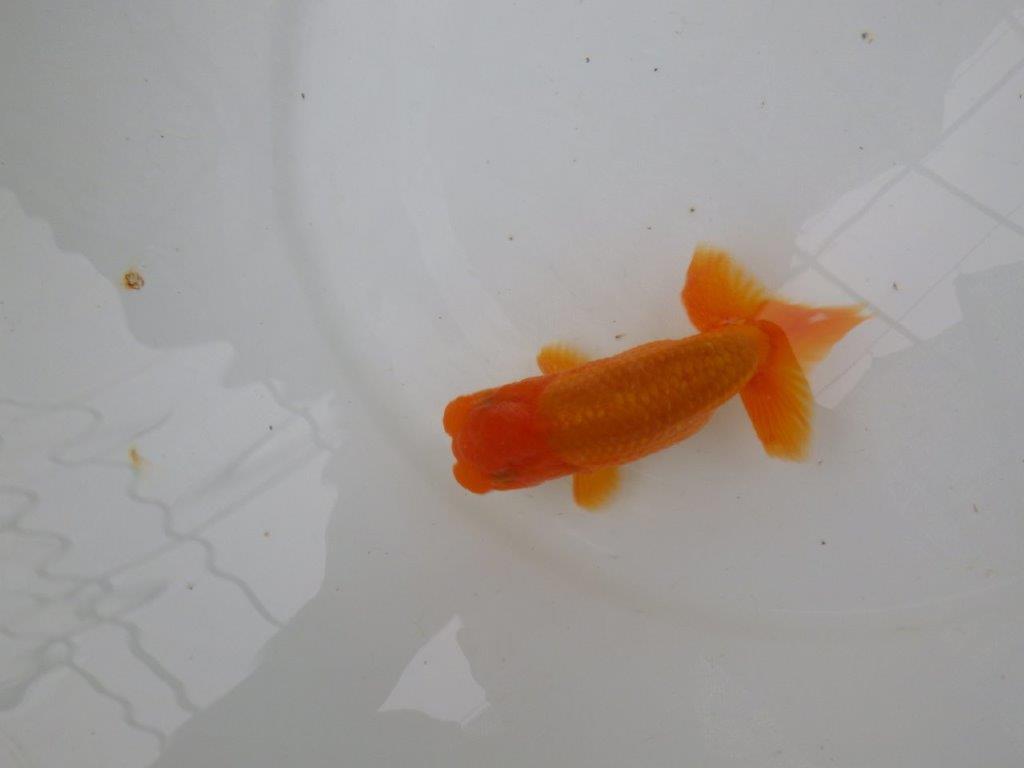【管理魚】尾の構えが良く頭の雰囲気も良いらんちゅう　二歳魚　 　約11,5ｃｍ  オス？