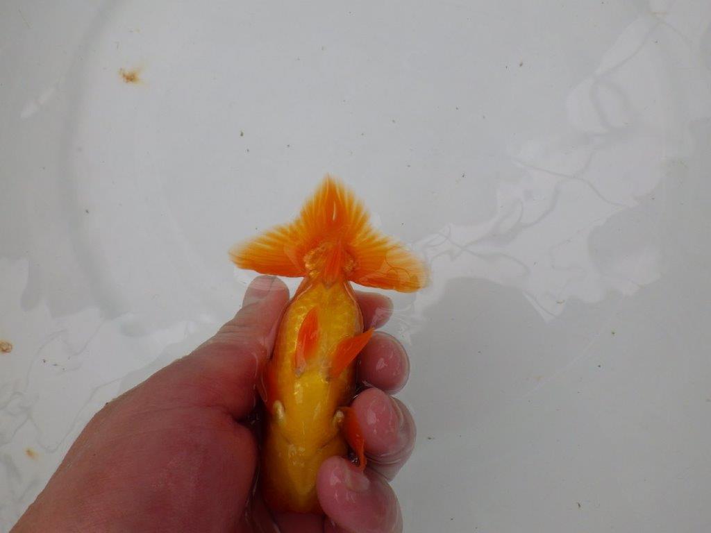 【管理魚】尾の構えが良く頭の雰囲気も良いらんちゅう　二歳魚　 　約11,5ｃｍ  オス？