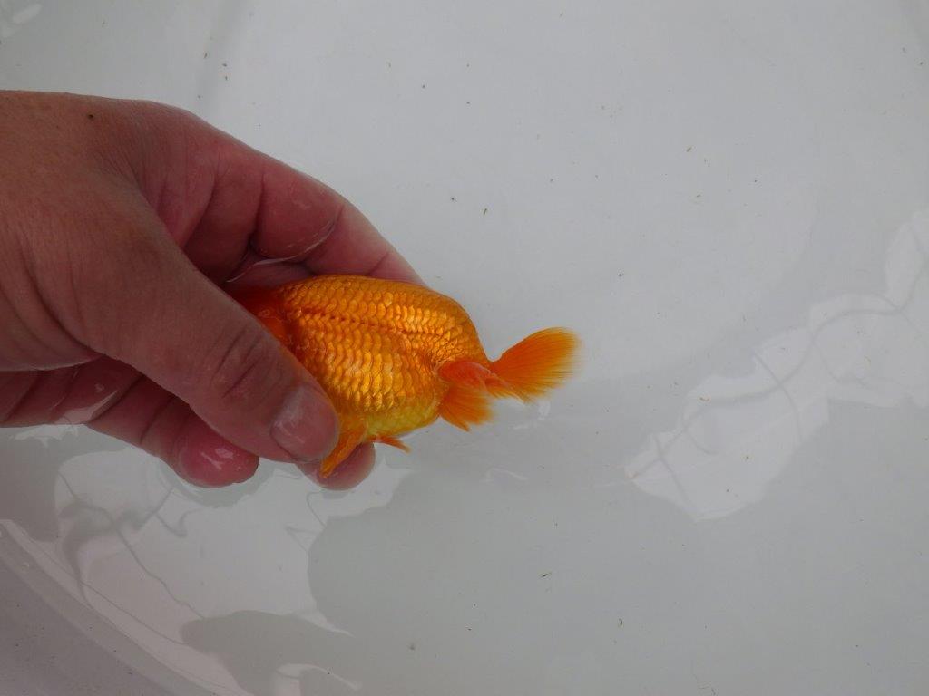 【管理魚】尾の構えが良く頭の雰囲気も良いらんちゅう　二歳魚　 　約11,5ｃｍ  オス？