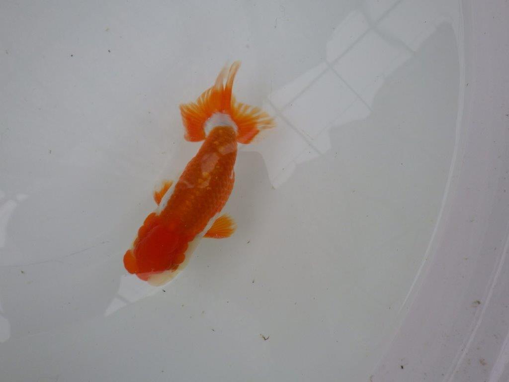 【管理魚】背のラインも柄も綺麗な更紗らんちゅう　二歳魚　 　約12,5ｃｍ  オス？
