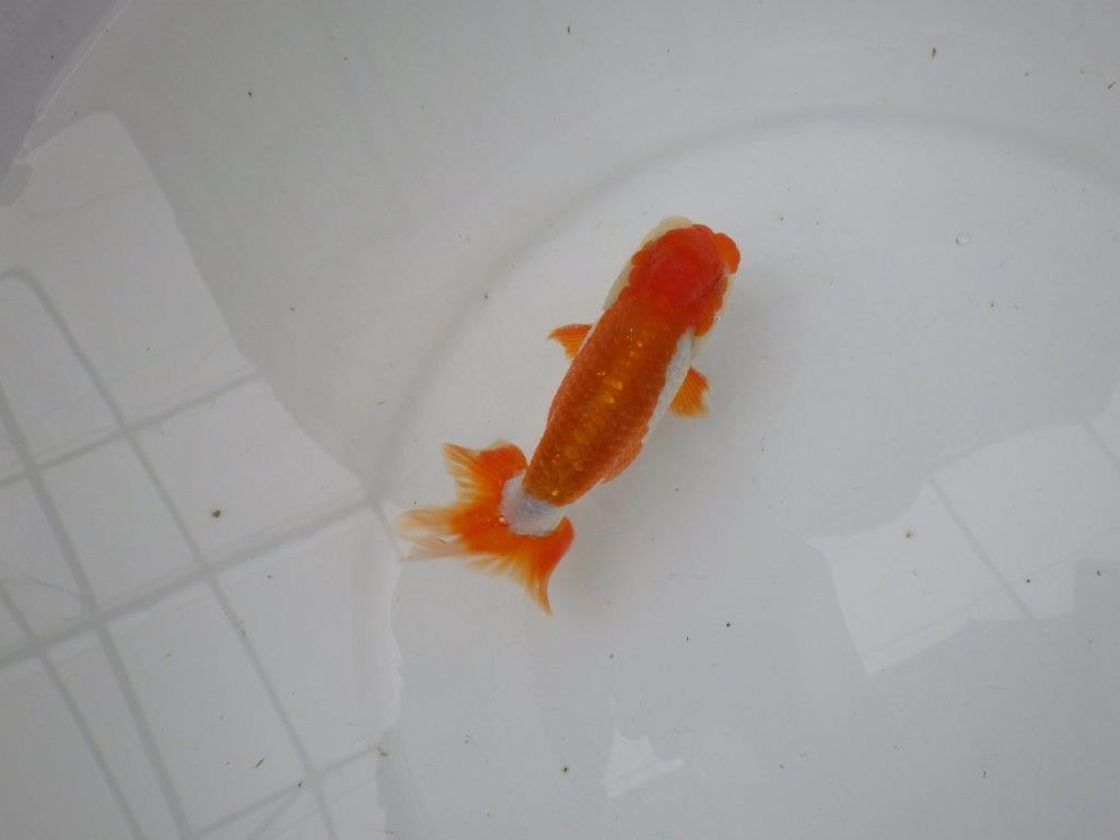 【管理魚】背のラインも柄も綺麗な更紗らんちゅう　二歳魚　 　約12,5ｃｍ  オス？