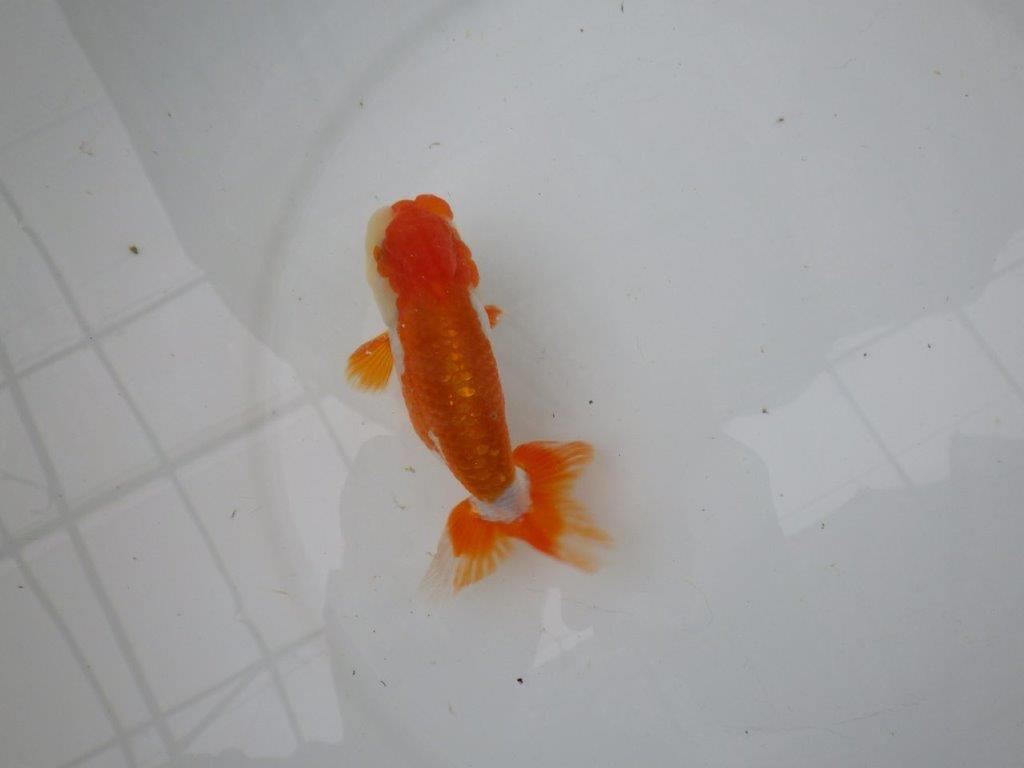 【管理魚】背のラインも柄も綺麗な更紗らんちゅう　二歳魚　 　約12,5ｃｍ  オス？