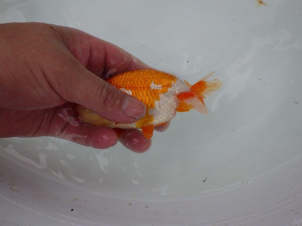 【管理魚】背のラインも柄も綺麗な更紗らんちゅう　二歳魚　 　約12,5ｃｍ  オス？
