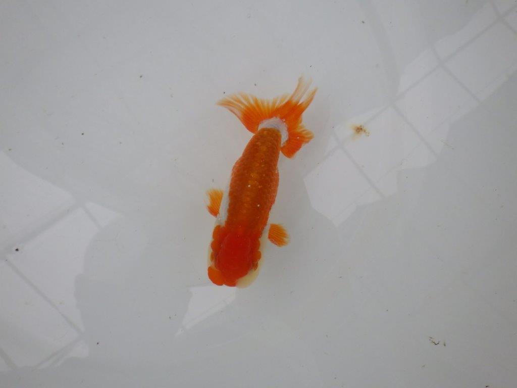 【管理魚】背のラインも柄も綺麗な更紗らんちゅう　二歳魚　 　約12,5ｃｍ  オス？