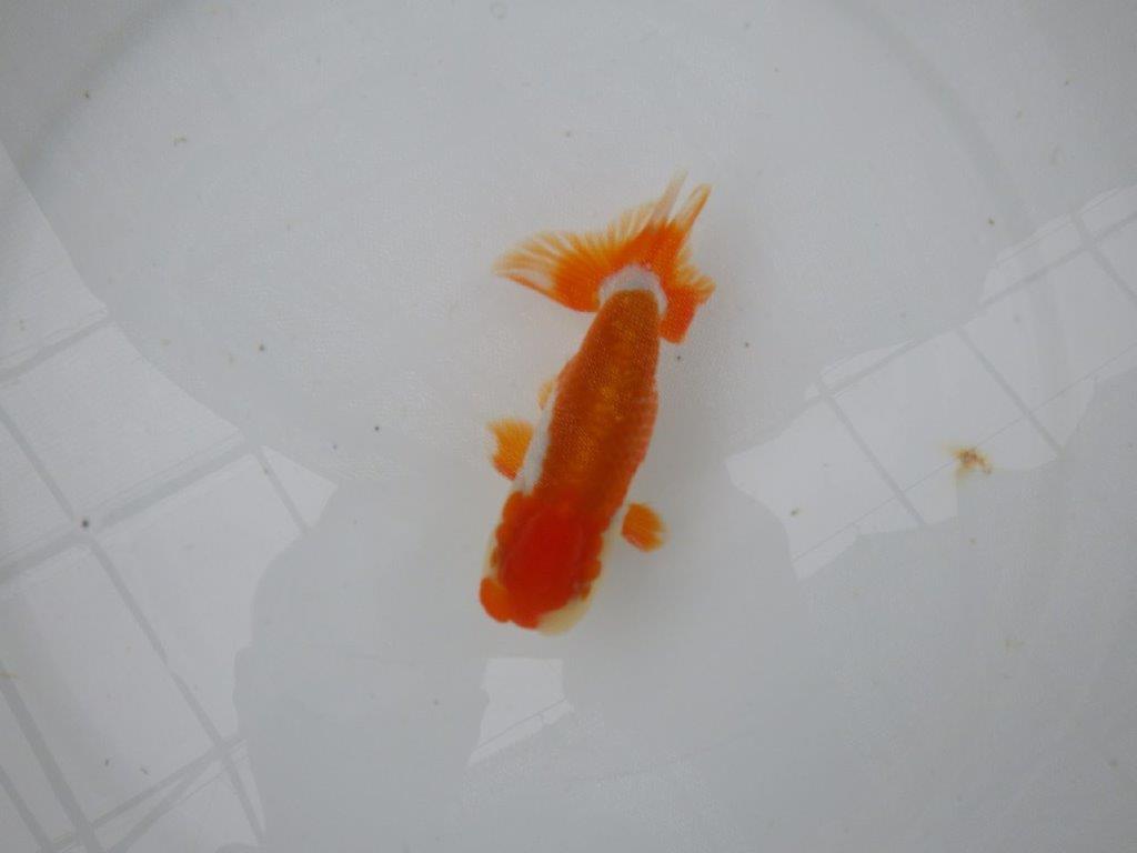 【管理魚】背のラインも柄も綺麗な更紗らんちゅう　二歳魚　 　約12,5ｃｍ  オス？