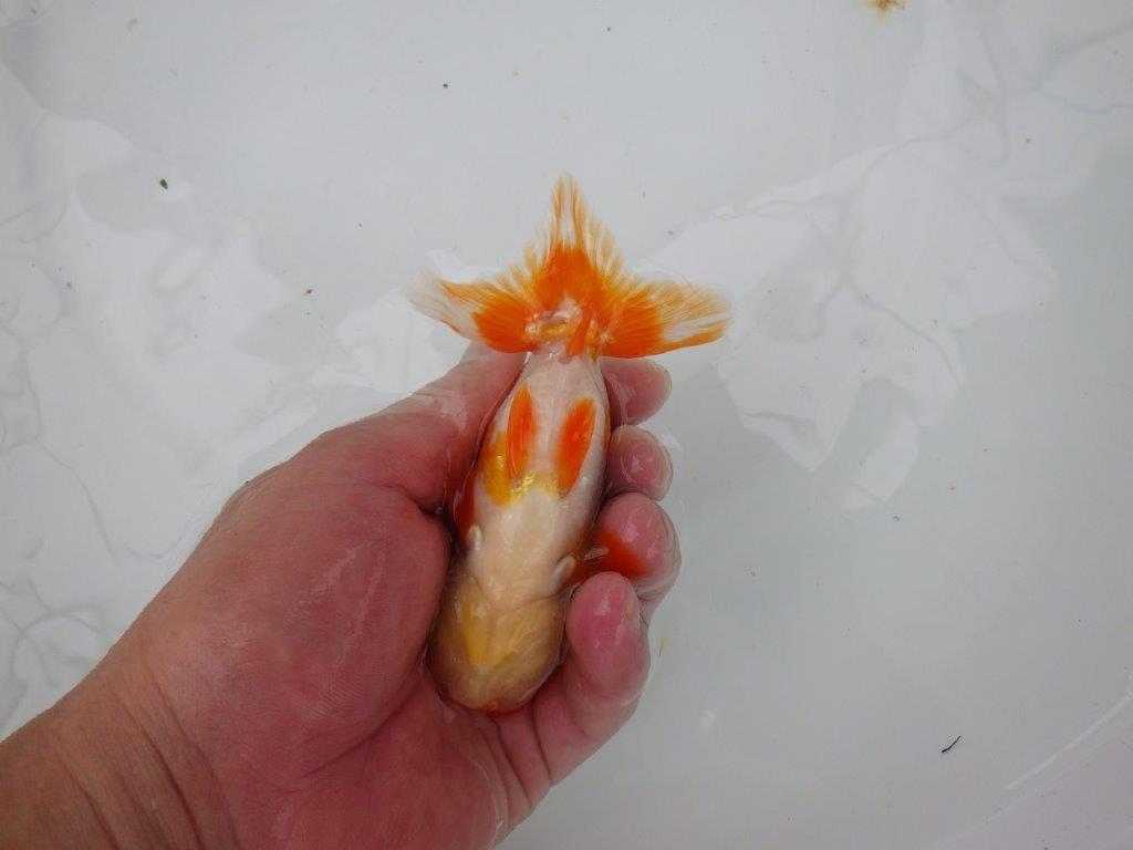 【管理魚】背のラインも柄も綺麗な更紗らんちゅう　二歳魚　 　約12,5ｃｍ  オス？