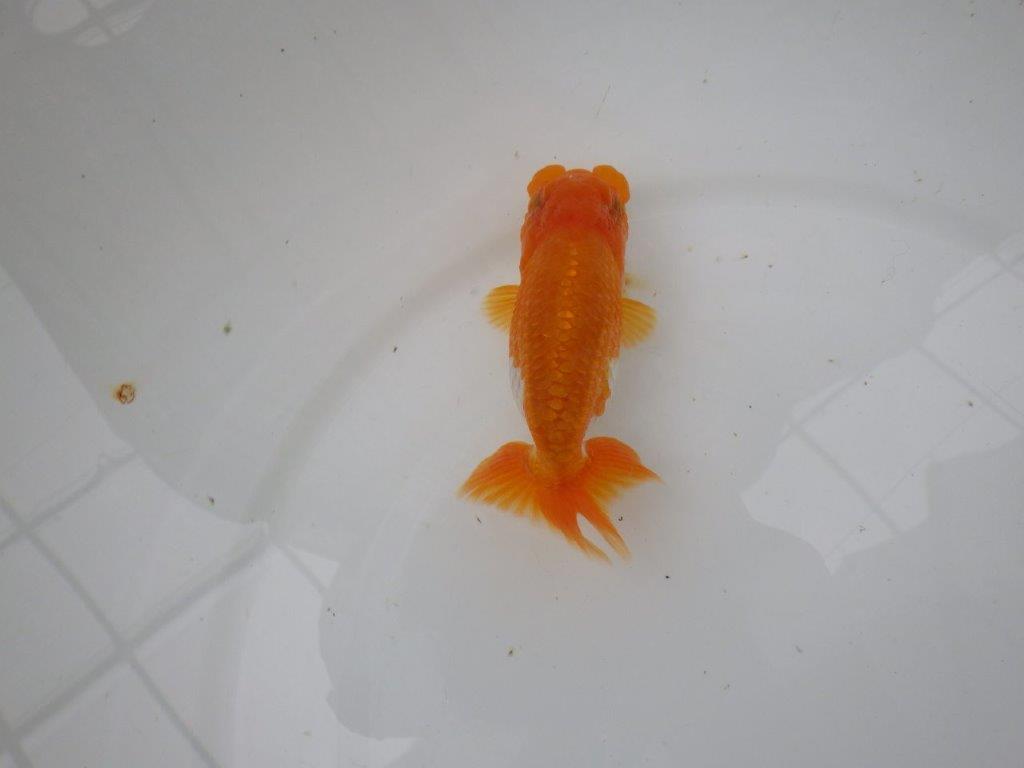 【管理魚】雰囲気が良くご鑑賞お勧めの更紗らんちゅう　二歳魚　 　約12ｃｍ  オス？