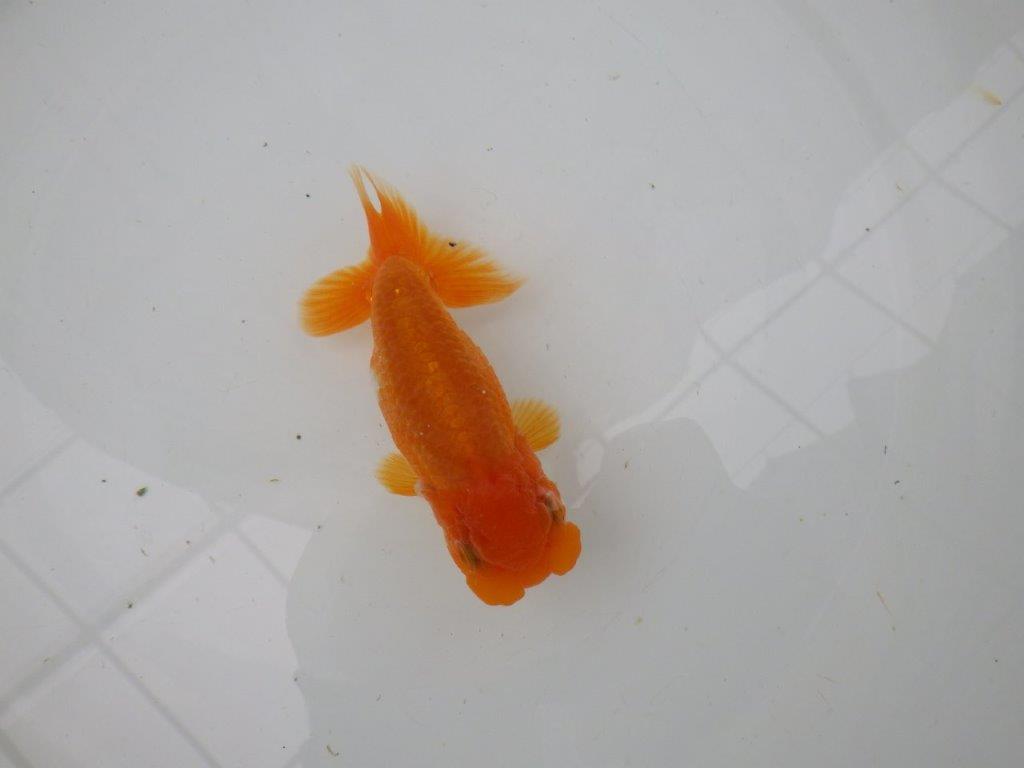 【管理魚】雰囲気が良くご鑑賞お勧めの更紗らんちゅう　二歳魚　 　約12ｃｍ  オス？