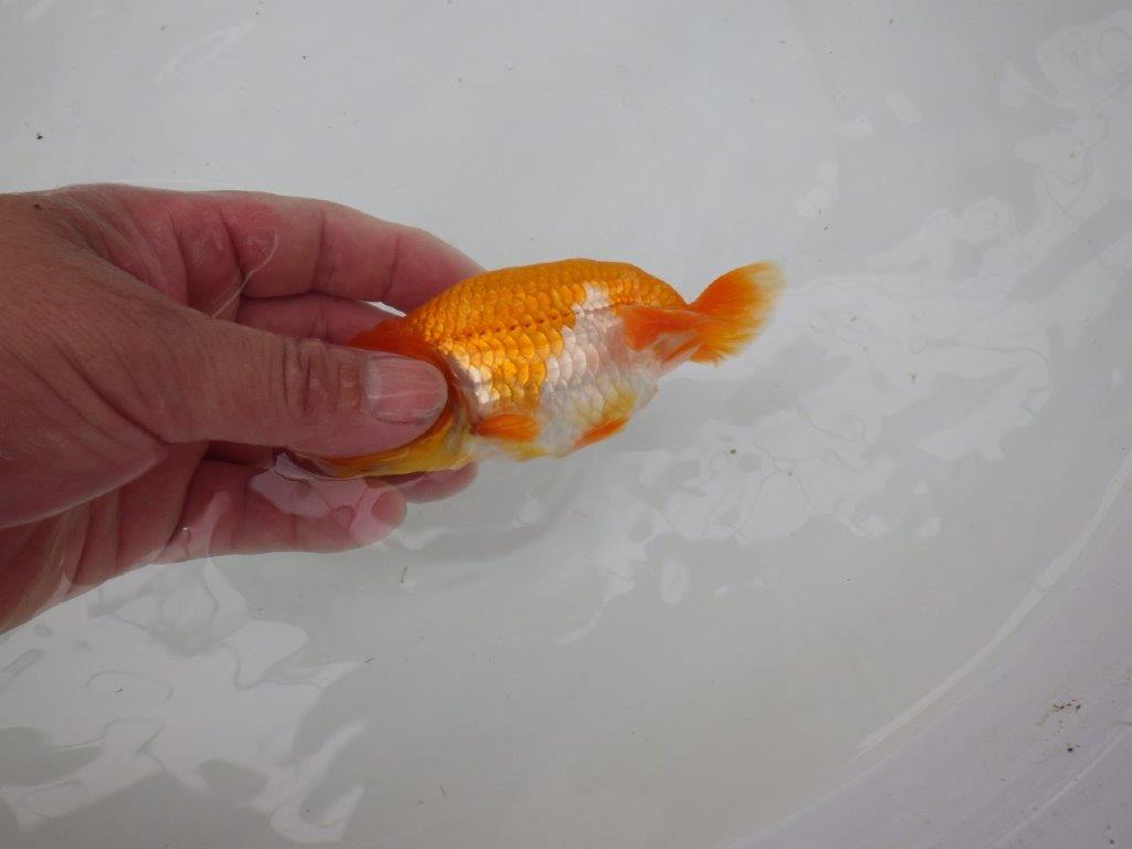 【管理魚】雰囲気が良くご鑑賞お勧めの更紗らんちゅう　二歳魚　 　約12ｃｍ  オス？