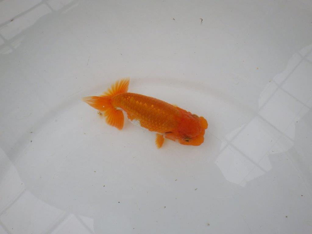 【管理魚】雰囲気が良くご鑑賞お勧めの更紗らんちゅう　二歳魚　 　約12ｃｍ  オス？