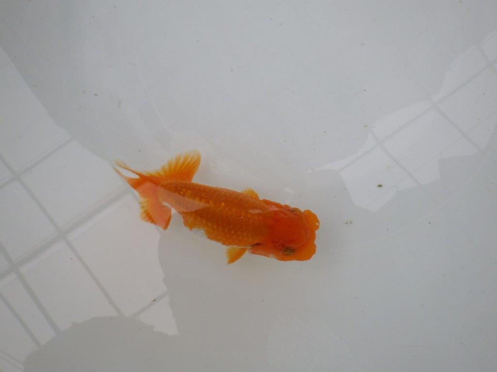 【管理魚】雰囲気が良くご鑑賞お勧めの更紗らんちゅう　二歳魚　 　約12ｃｍ  オス？