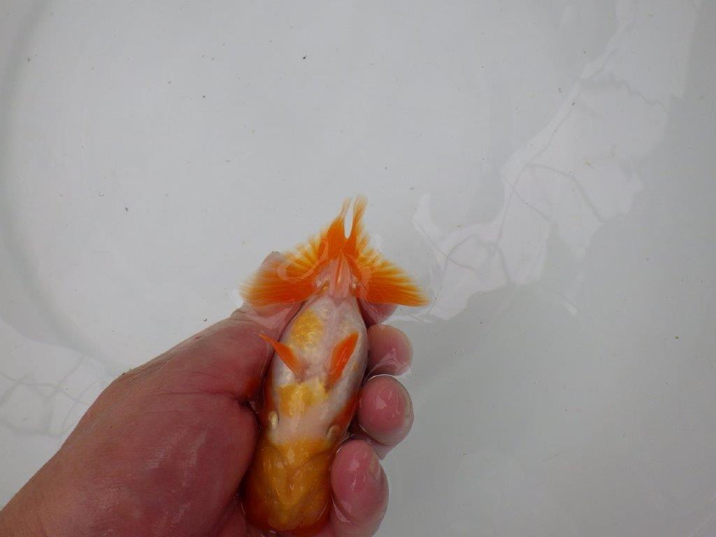 【管理魚】雰囲気が良くご鑑賞お勧めの更紗らんちゅう　二歳魚　 　約12ｃｍ  オス？