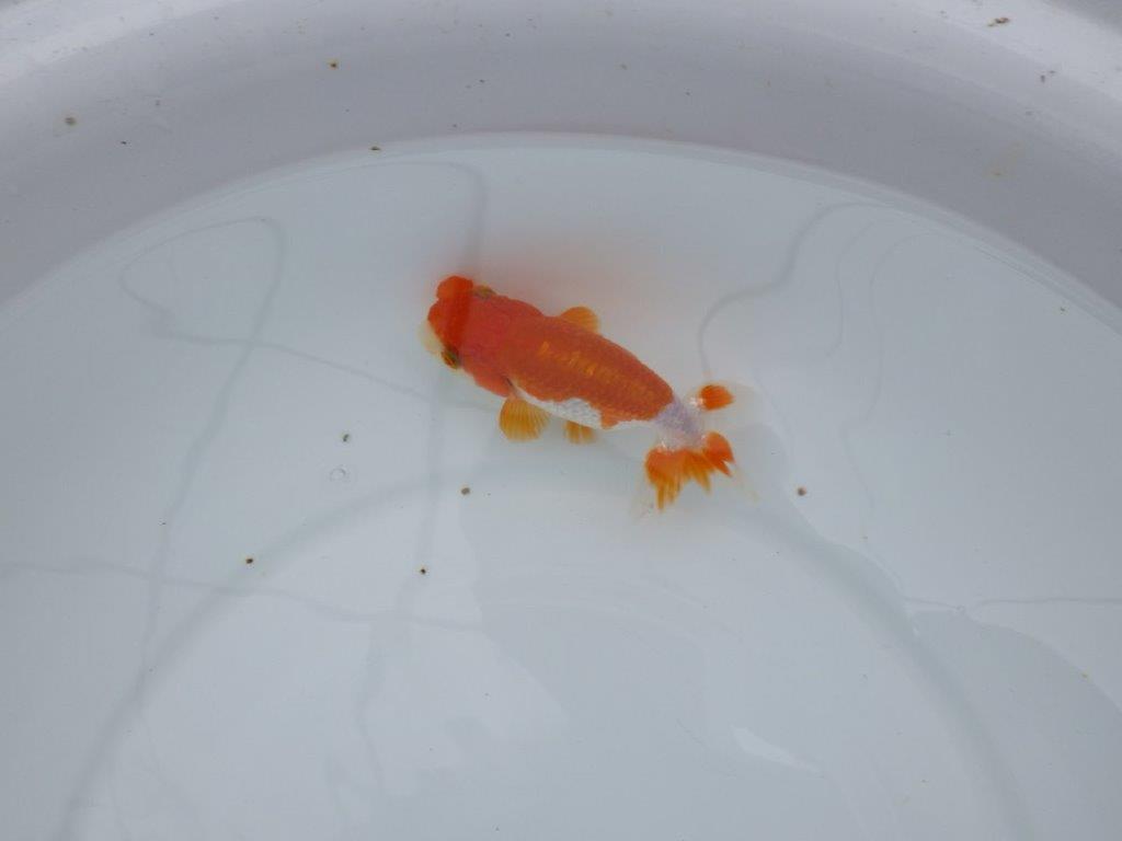 【管理魚】背腰の綺麗な更紗らんちゅう　二歳魚　 　約11,5ｃｍ  メス？