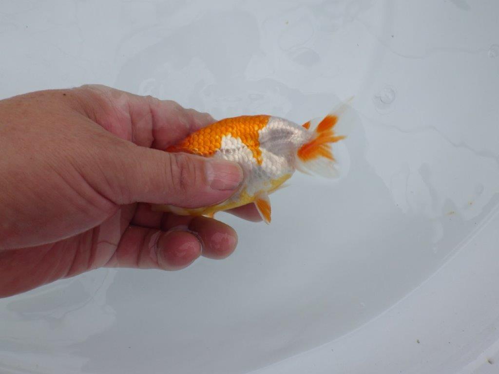 【管理魚】背腰の綺麗な更紗らんちゅう　二歳魚　 　約11,5ｃｍ  メス？