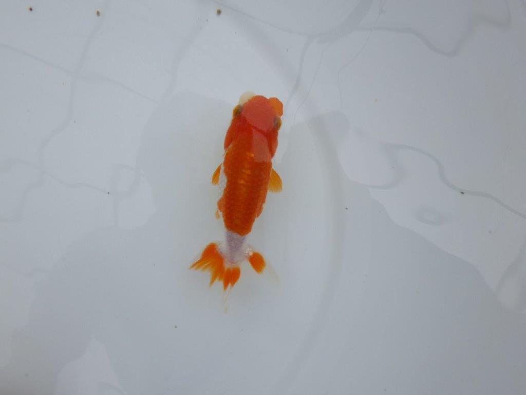 【管理魚】背腰の綺麗な更紗らんちゅう　二歳魚　 　約11,5ｃｍ  メス？