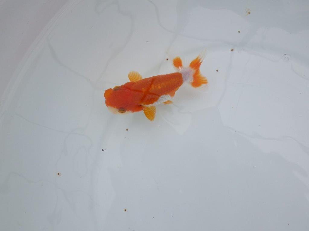 【管理魚】背腰の綺麗な更紗らんちゅう　二歳魚　 　約11,5ｃｍ  メス？