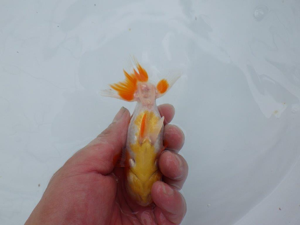 【管理魚】背腰の綺麗な更紗らんちゅう　二歳魚　 　約11,5ｃｍ  メス？