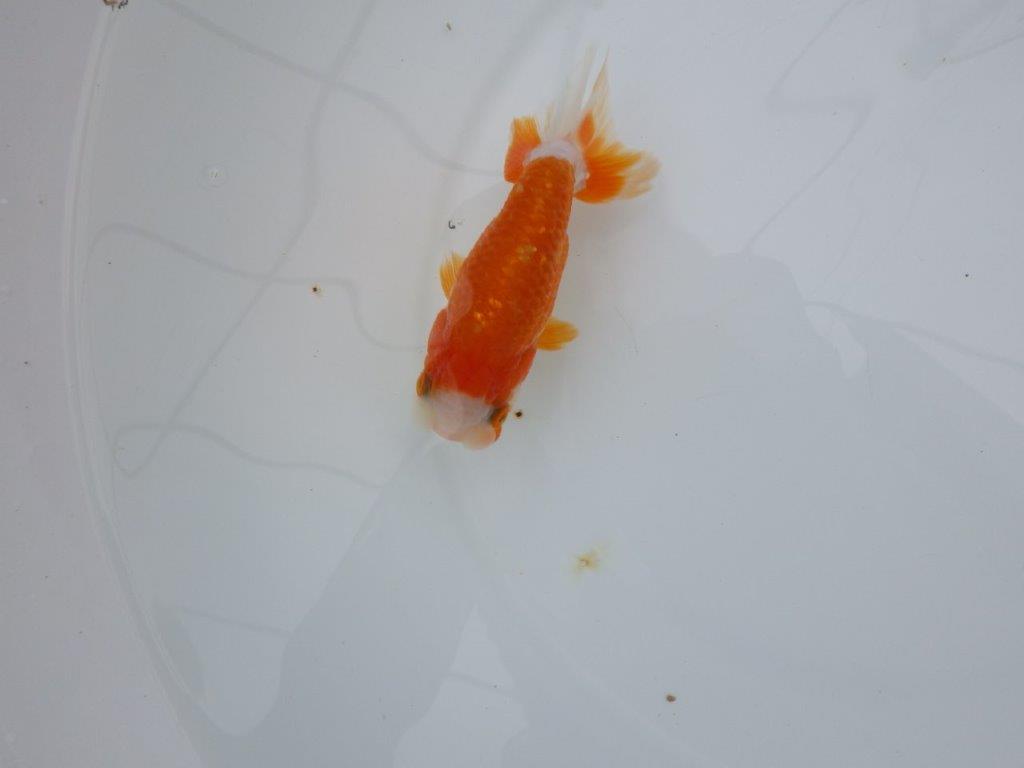 【管理魚】頭の良い更紗らんちゅう　二歳魚　 　約12ｃｍ  メス？
